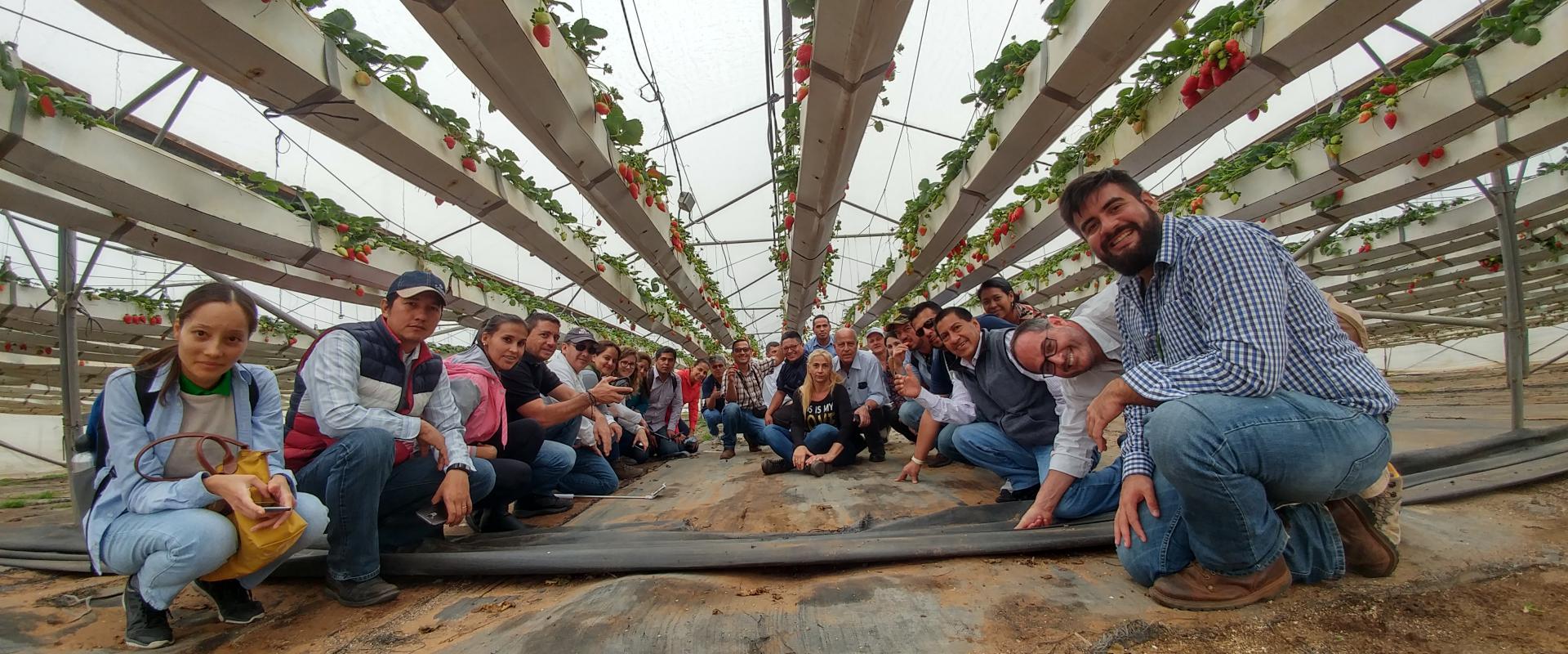 Strawberries and Participants