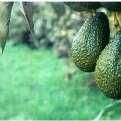 2019 Avocado Crop Value Chain-Ethiopia