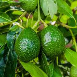 Avocado Growing | WorldAtlas.com