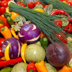 2022 Vegetable Production Techniques & Technologies for professionals from the Pacific Island States