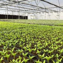 2022 Horticulture Management The Israeli value chain