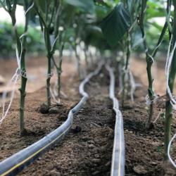 2023 Implementing Irrigation and Fertigation Technologies for Sustainable Crop Production