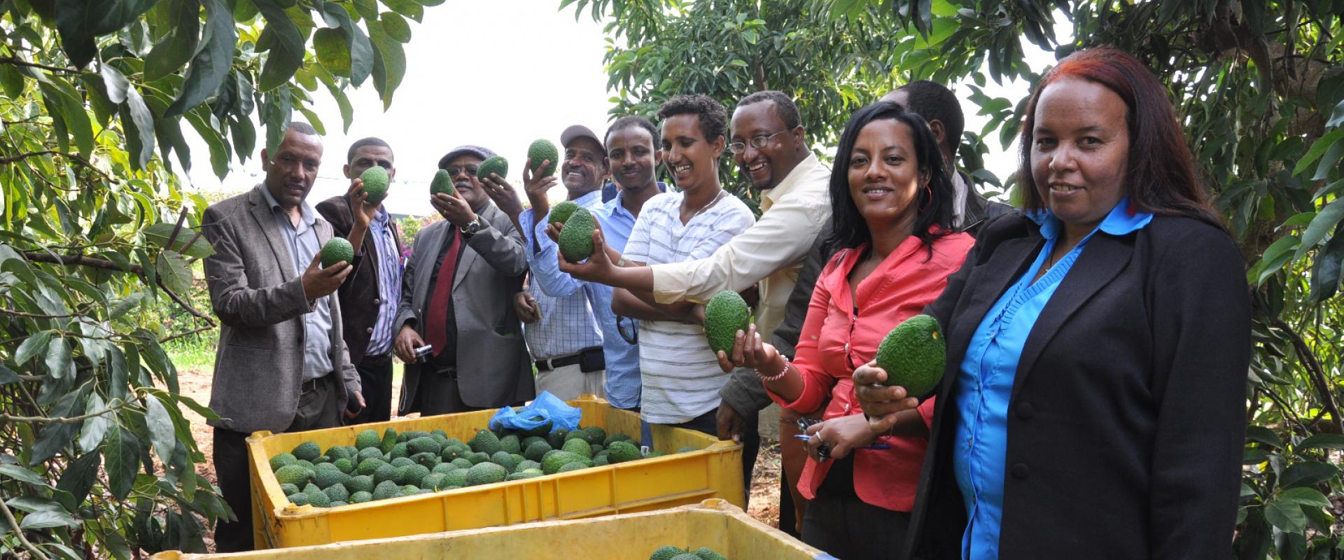 Participants with Avocado