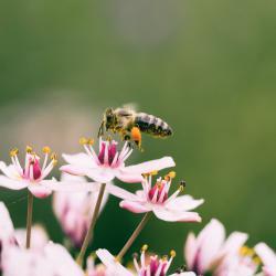 Bee on flower